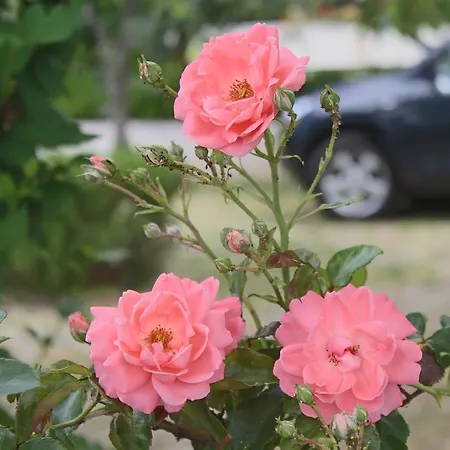 Margareta Апартаменты